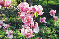 Rubra Saucer Magnolia (Magnolia x soulangeana 'Rubra') at Stonegate Gardens