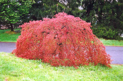 Weeping Japanese Maple (Acer palmatum 'Pendulum') at A Very Successful Garden Center