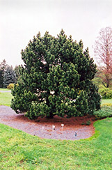 Gallica Mugo Pine (Pinus mugo 'Gallica') at A Very Successful Garden Center