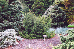 Creeping Oriental Spruce (Picea orientalis 'Repens') at A Very Successful Garden Center