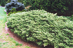 Expansa Parsonii Juniper (Juniperus squamata 'Expansa Parsonii') at A Very Successful Garden Center