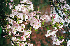 Wase-Miyako Flowering Cherry (Prunus serrulata 'Wase-Miyako') at A Very Successful Garden Center