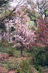 Wase-Miyako Flowering Cherry (Prunus serrulata 'Wase-Miyako') at A Very Successful Garden Center