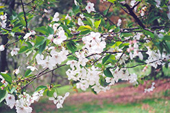 Amayadori Yoshino Cherry (Prunus x yedoensis 'Amayadori') at A Very Successful Garden Center