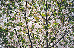 Taihaku Flowering Cherry (Prunus serrulata 'Taihaku') at A Very Successful Garden Center