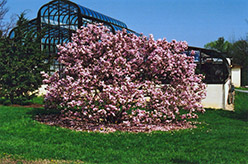 Pinkie Magnolia (Magnolia 'Pinkie') at Stonegate Gardens
