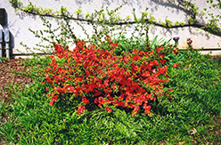 Common Flowering Quince (Chaenomeles speciosa) at A Very Successful Garden Center