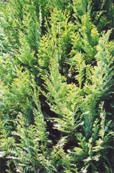 Lawson Falsecypress (Chamaecyparis lawsoniana) at Stonegate Gardens