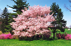 Accolade Flowering Cherry (Prunus 'Accolade') at Lakeshore Garden Centres