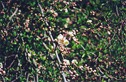 Apple Blossom Flowering Quince (Chaenomeles speciosa 'Apple Blossom') at Lakeshore Garden Centres