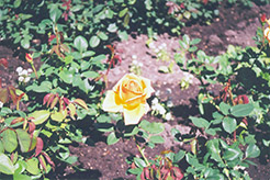 Oldtimer Rose (Rosa 'Oldtimer') at A Very Successful Garden Center