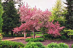 Kelsey Flowering Crab (Malus 'Kelsey') at A Very Successful Garden Center