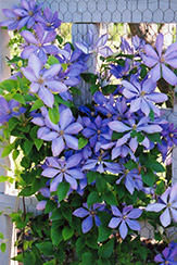 Mrs. Cholmondeley Clematis (Clematis 'Mrs. Cholmondeley') at A Very Successful Garden Center