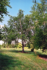 Dahurian Birch (Betula davurica) at Lakeshore Garden Centres