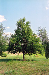 Sweet Birch (Betula lenta) at A Very Successful Garden Center
