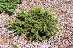 Blueberry Delight Juniper (Juniperus communis 'AmiDak') at Stonegate Gardens