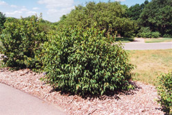 Bailey Compact Amur Maple (Acer ginnala 'Bailey Compact') at Stonegate Gardens