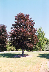 Royal Red Norway Maple (Acer platanoides 'Royal Red') at The Mustard Seed