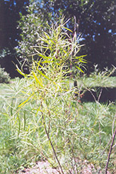 Coyote Willow (Salix exigua) at Stonegate Gardens