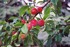 Tecumseh Plum (Prunus 'Tecumseh') at Stonegate Gardens