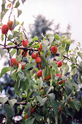 Norther Plum (Prunus nigra 'Norther') at A Very Successful Garden Center