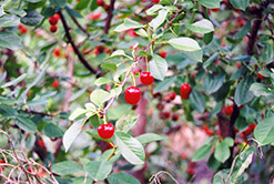 English Morello Cherry (Prunus 'English Morello') at Lakeshore Garden Centres