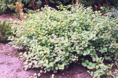 Compact Japanese Fleeceflower (Fallopia japonica 'Compacta') at A Very Successful Garden Center