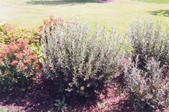 Blue Fox Willow (Salix brachycarpa 'Blue Fox') at A Very Successful Garden Center