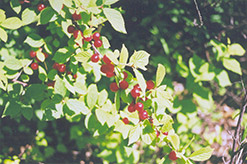 Nanking Cherry (Prunus tomentosa) at A Very Successful Garden Center