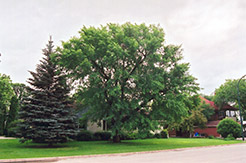 Siberian Elm (Ulmus pumila) at Stonegate Gardens