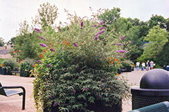 Summer Beauty Butterfly Bush (Buddleia davidii 'Summer Beauty') at Stonegate Gardens