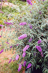 Charming Butterfly Bush (Buddleia davidii 'Charming') at A Very Successful Garden Center