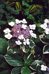 Tricolor Hydrangea (Hydrangea macrophylla 'Tricolor') at Lakeshore Garden Centres