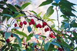 Cherry Prinsepia (Prinsepia sinensis) at Lakeshore Garden Centres