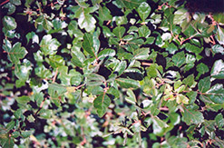 Fragrant Sumac (Rhus aromatica) at Stonegate Gardens