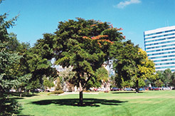 Japanese Elm (Ulmus davidiana 'var. japonica') at Stonegate Gardens