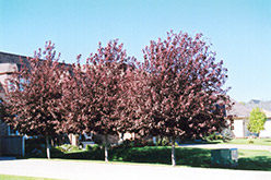 Schubert Chokecherry (Prunus virginiana 'Schubert') at Lakeshore Garden Centres