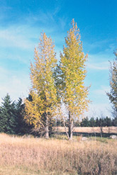 Prairie Sky Poplar (Populus 'Prairie Sky') at Lakeshore Garden Centres