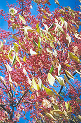 Maack's Spindle Tree (Euonymus hamiltonianus) at Stonegate Gardens