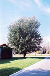 White Poplar (Populus alba) at A Very Successful Garden Center