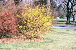 Spring Glow Cornelian Cherry Dogwood (Cornus mas 'Spring Glow') at Lakeshore Garden Centres