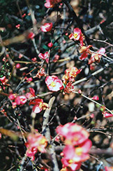 Wilson's Flowering Quince (Chaenomeles speciosa 'Wilsonii') at Stonegate Gardens