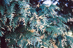 White Variegated Nootka Cypress (Chamaecyparis nootkatensis 'Argentea Marginata') at A Very Successful Garden Center