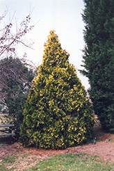 George Peabody Arborvitae (Thuja occidentalis 'Lutea') at A Very Successful Garden Center