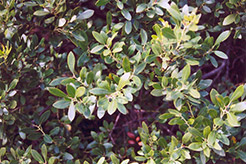 Ivory Queen Inkberry Holly (Ilex glabra 'Ivory Queen') at Stonegate Gardens