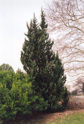 Robusta Juniper (Juniperus chinensis 'Robusta') at A Very Successful Garden Center
