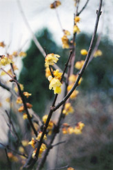 Fragrant Wintersweet (Chimonanthus praecox) at A Very Successful Garden Center