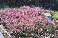 Springwood Pink Heath (Erica carnea 'Springwood Pink') at A Very Successful Garden Center