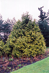 Golden Western Arborvitae (Thuja plicata 'Aurea') at A Very Successful Garden Center