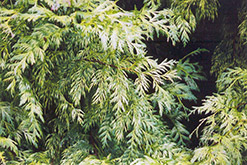 Golden Western Arborvitae (Thuja plicata 'Aurea') at A Very Successful Garden Center